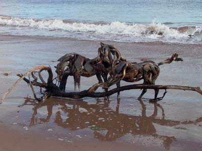 heather jansch